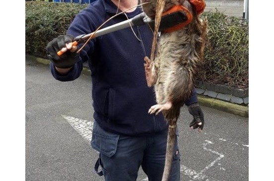 G1 - Ratos gigantes assustam moradores no Reino Unido - notícias