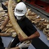 China vai proibir comércio de marfim