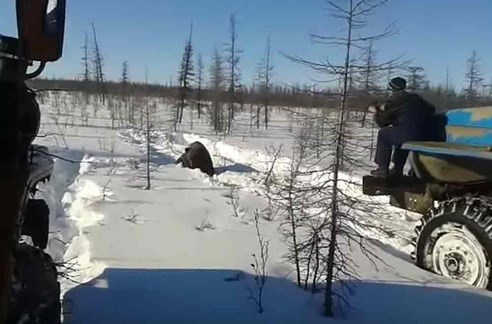 Autoridades russas abrem inquérito sobre urso esmagado por ... - Correio da Manhã