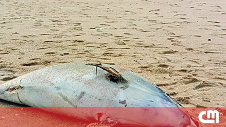 Corpo de golfinho removido de praia de Espinho - Correio da Manhã