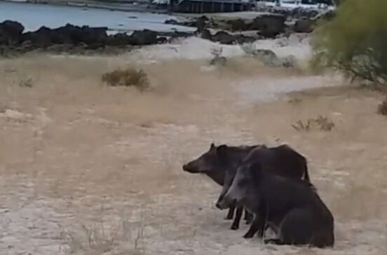 Praga de javalis invade as praias da Arrábida