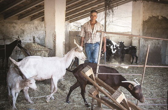 Produtores agrícolas sem água para dar de beber aos animais