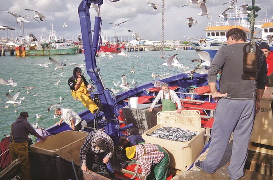 Quilo de peixe em lota 12 cêntimos mais caro