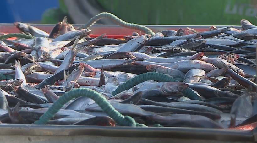 Resultado de imagem para Pesca da sardinha proibida até ao final de Abril