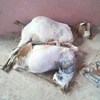 Jovem viola duas cabras até à morte