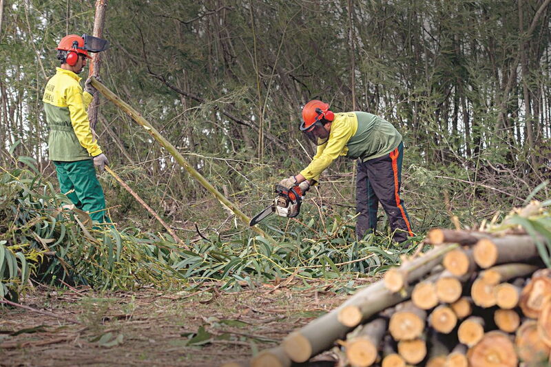 Mais de quatro mil multados por fugirem à limpeza de terrenos