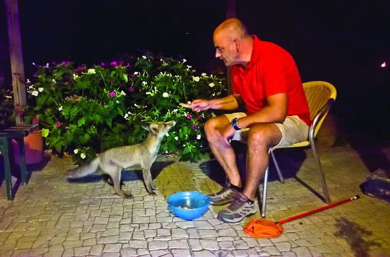 Raposas, veados e até um lince passam fome na serra de Monchique