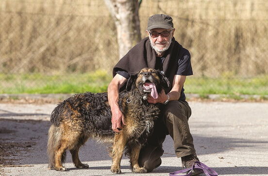 Cão de peregrino fica de quarentena após ter mordido uma pessoa