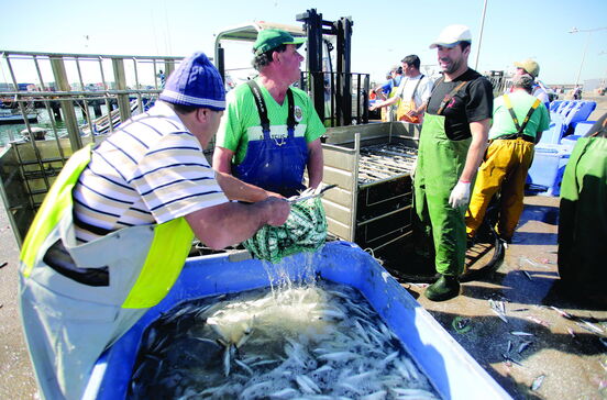 Pescadores querem capturar mais sardinha