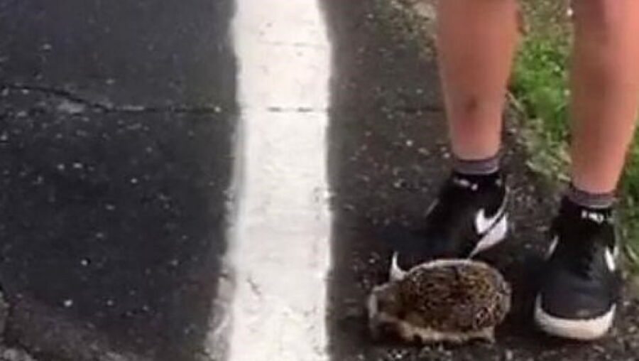 Ouriço foi morto ao pontapé