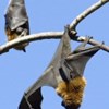 Cientistas concluem que coronavírus é 96% idêntico ao vírus que morcegos detêm