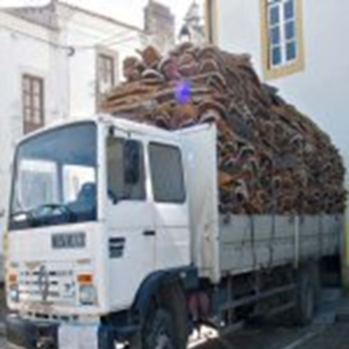 Ladrões de cortiça atiram sobre GNR - Portugal