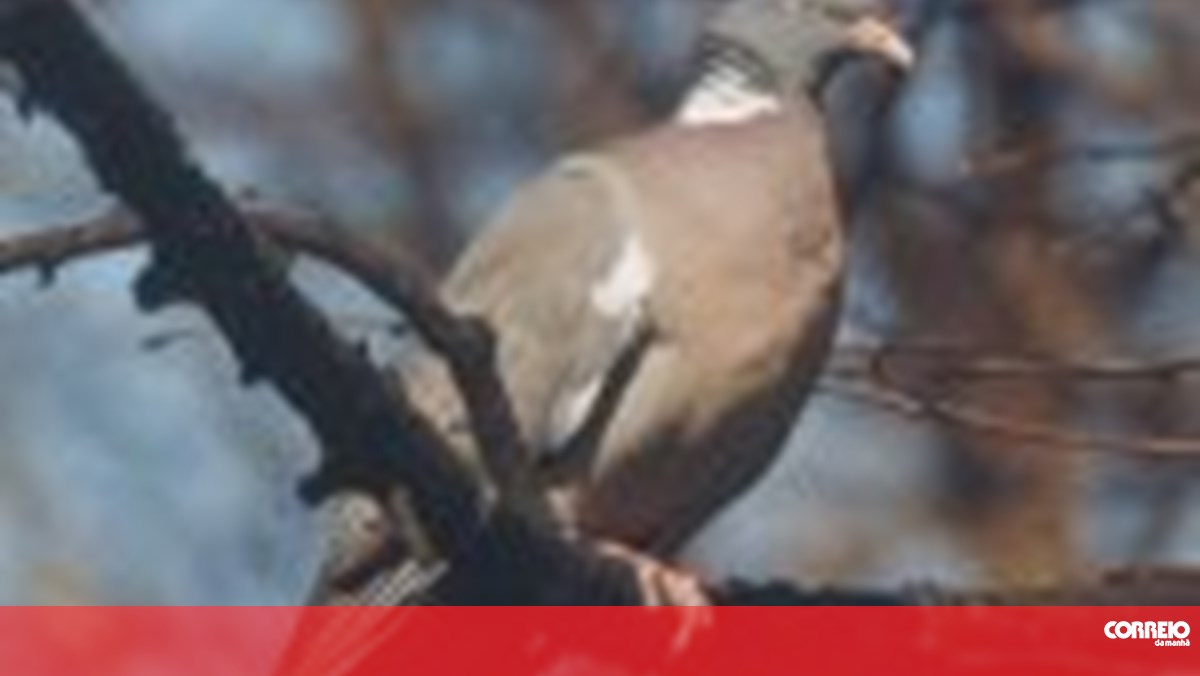 O Pombo de Natal leva correio para o Pai Natal. pombos postais em