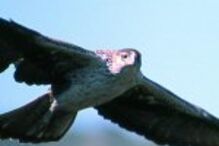 Aves raras protegidas no Douro