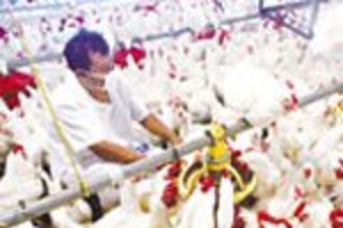 MULTA CEGA NA PECUÁRIA