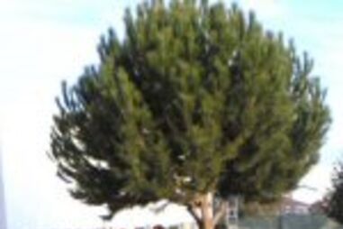 PJ apanha 300 quilos de explosivos ilegais