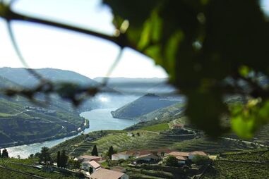 Ir às vindimas para pisar e descansar