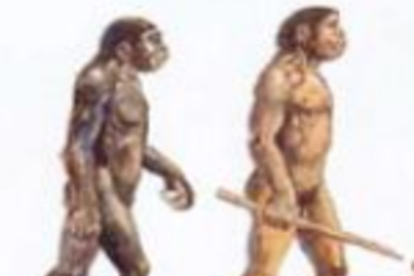 Homo Erectus e Habilis viveram na mesma época