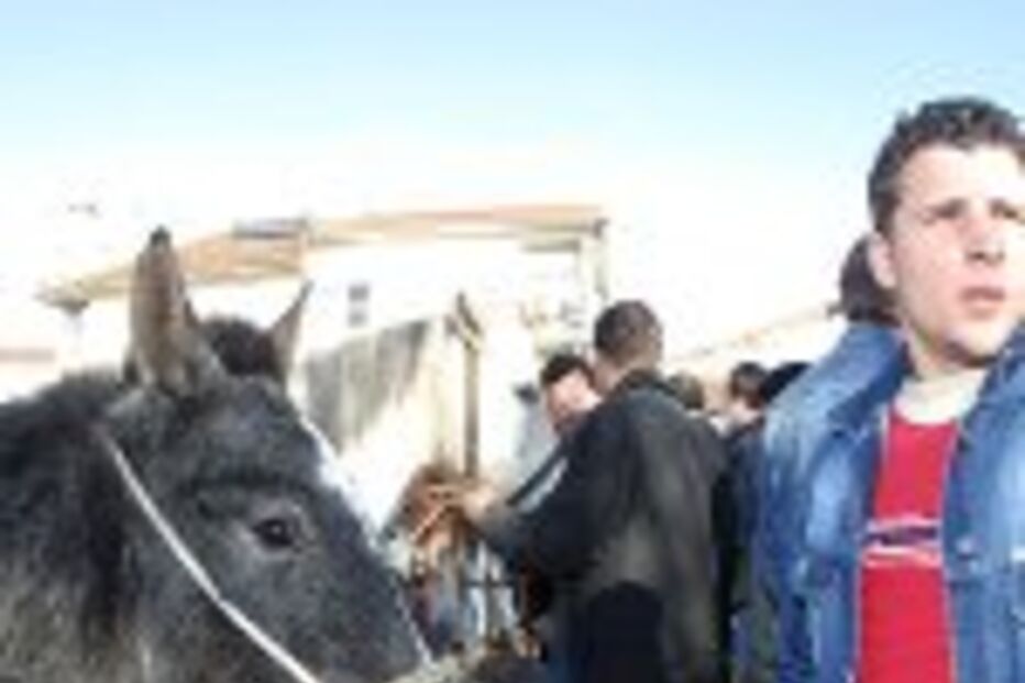 BURRO DE MIRANDA VAI CHEGAR A TODO O PAÍS