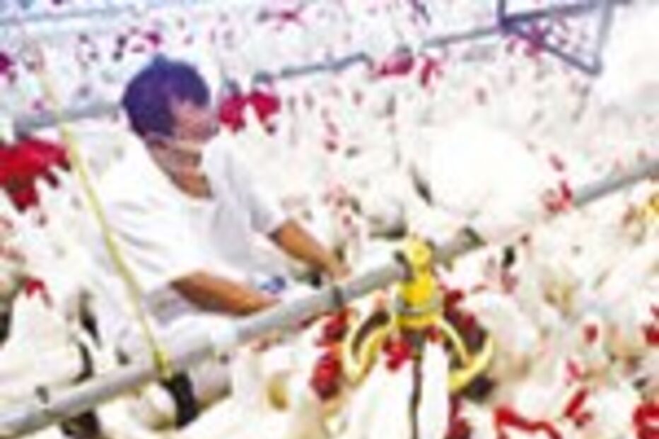 MULTA CEGA NA PECUÁRIA