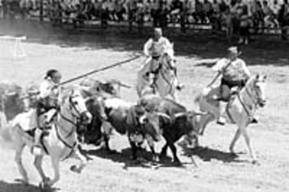 SALVATERRA DE MAGOS TEM FALTA DE CAMPINOS