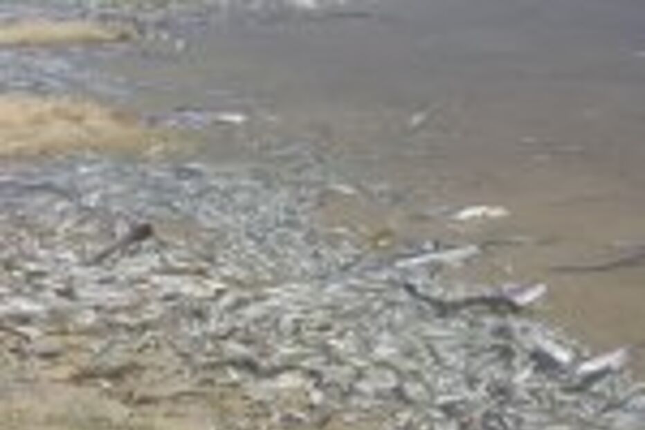 MILHARES DE PEIXES MORTOS NO RIO SIZANDRO