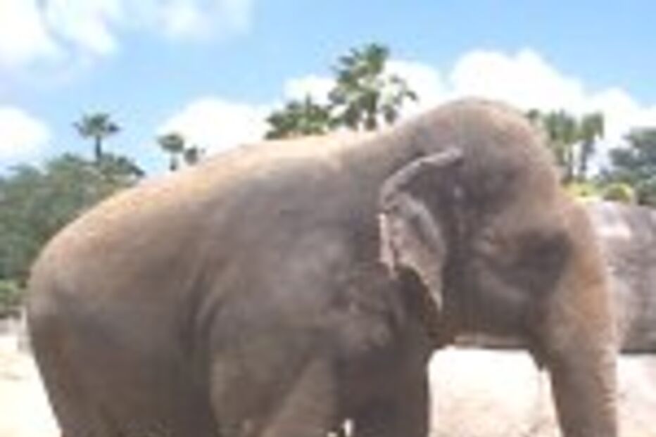 ELEFANTE EM FÚRIA MATA TRATADOR