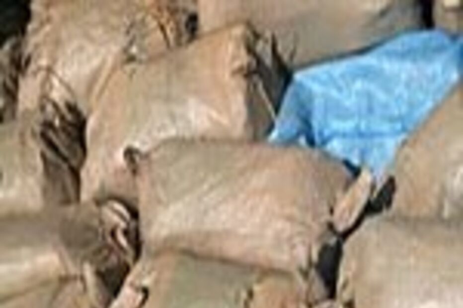 Apreendidas 4 toneladas de haxixe no Iraque