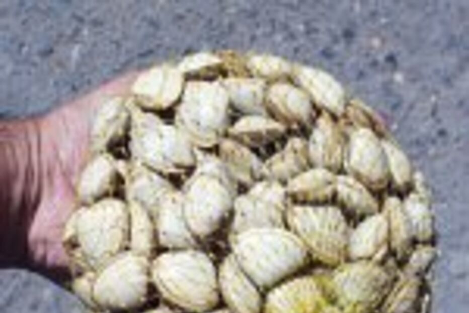 MARISCO-BEBÉ ILEGAL VENDIDO A ESPANHA