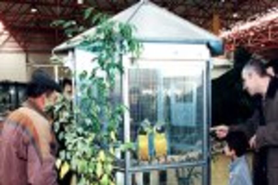 APANHAVA AVES PROTEGIDAS