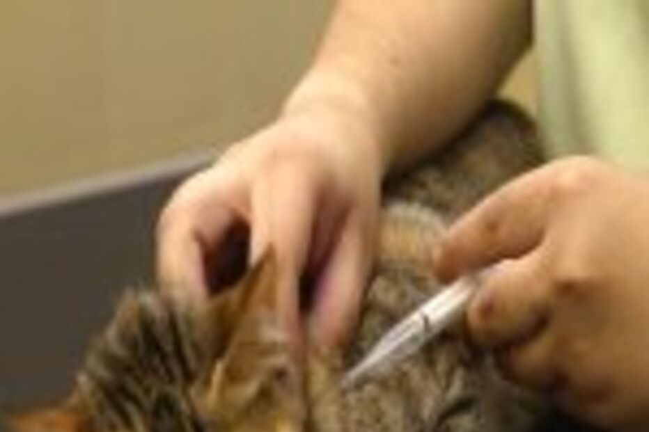 Receitas veterinárias com vinheta