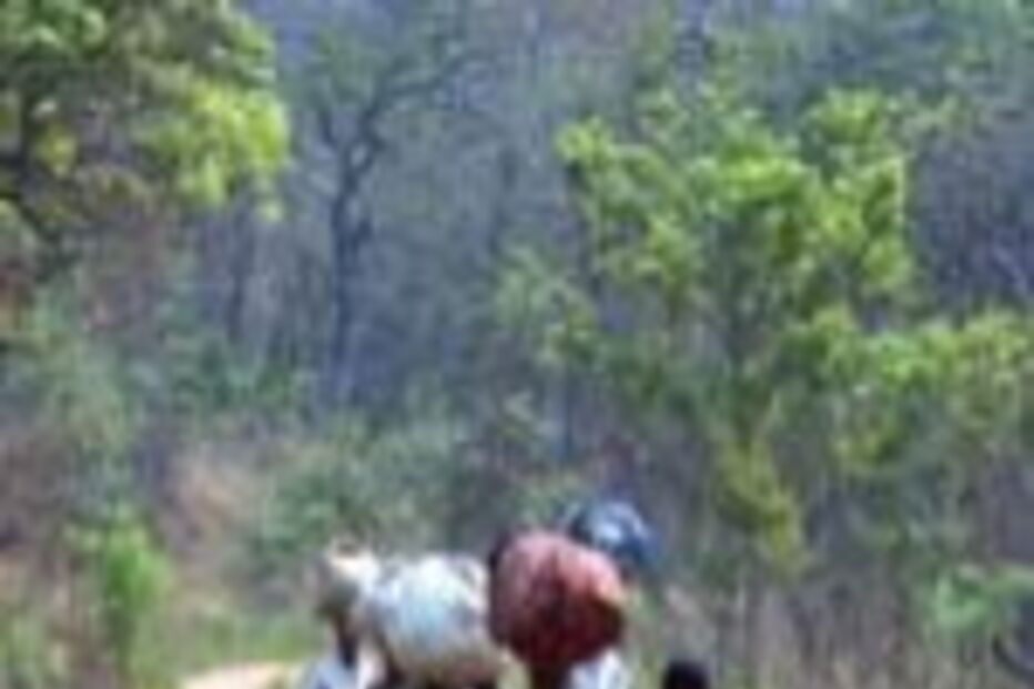 Vírus de Marburg causa mais mortes em Angola