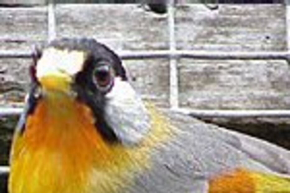 Dezenas de aves morrem em quarentena