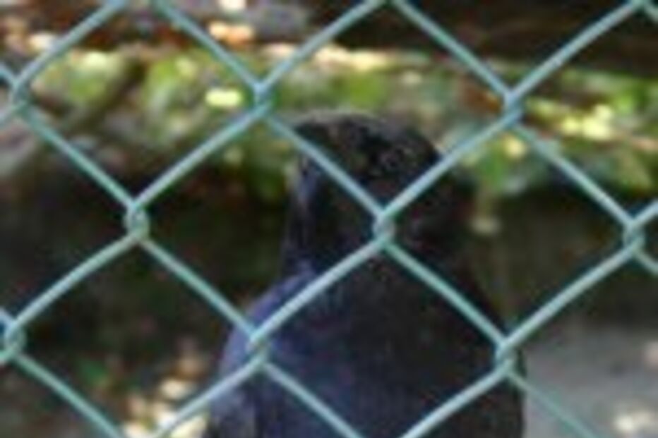 Libertem o corvo Mantorras!