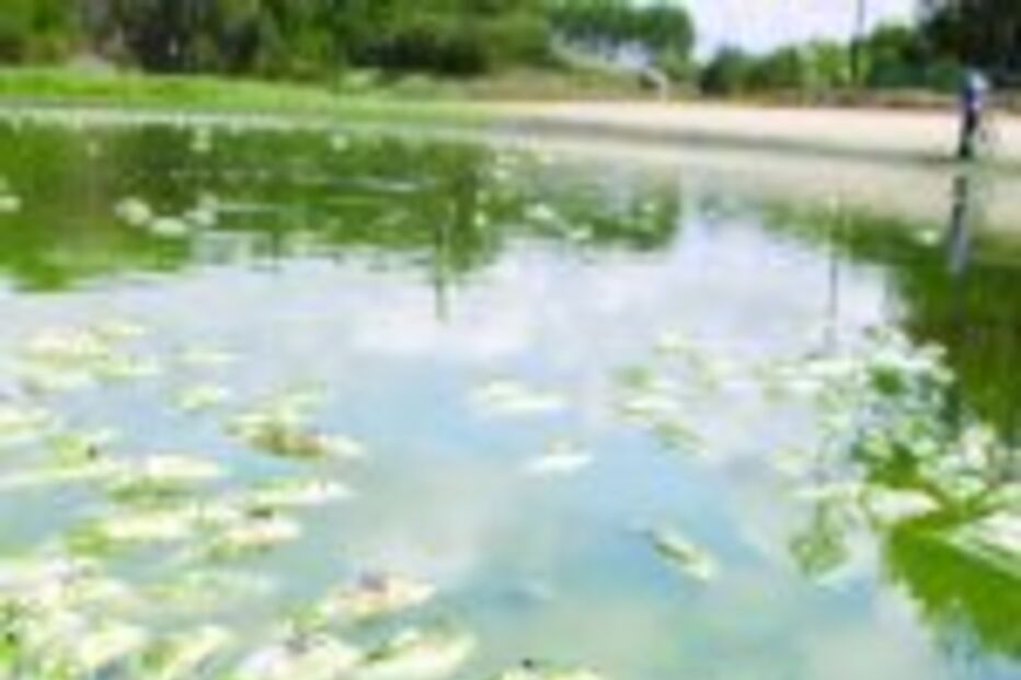 Toneladas de peixes mortos em lagoa seca