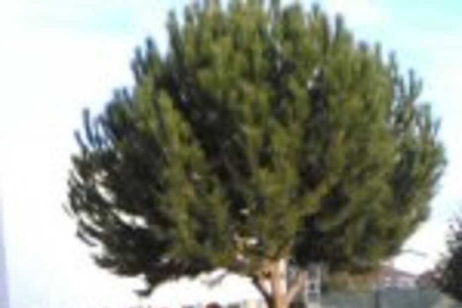 PJ apanha 300 quilos de explosivos ilegais