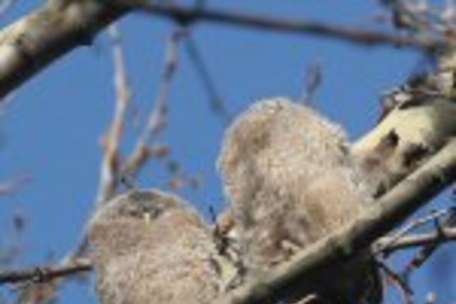 Corujas nascem em Lisboa