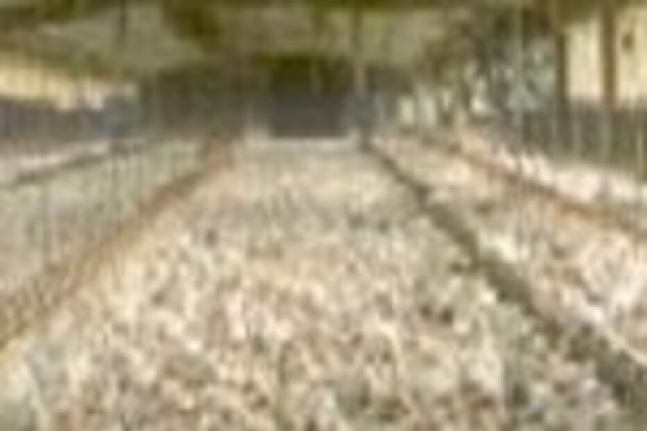 Vírus causa nove mortos na Indonésia