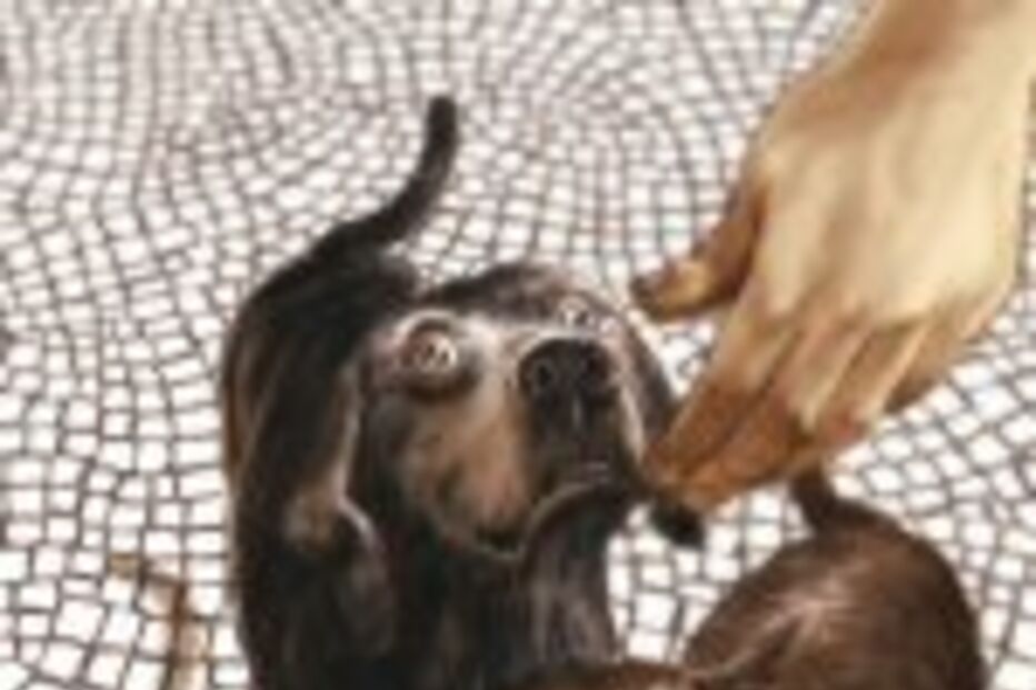 Os Protectores desta bicharada