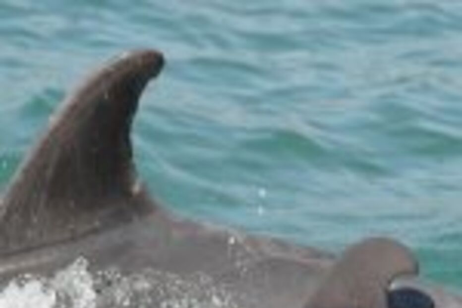 Golfinho Sebastião é o novo inquilino do Sado