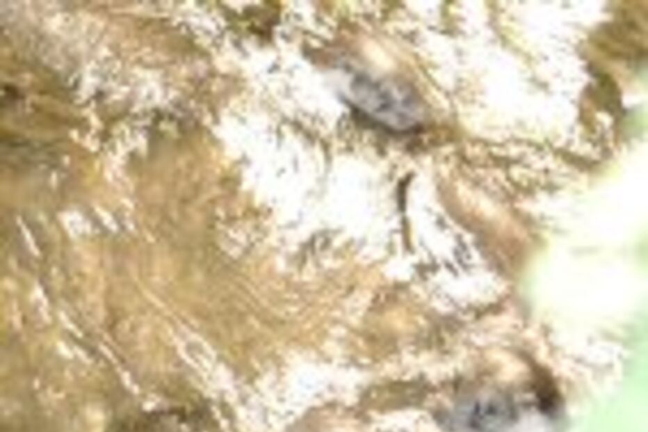 Família de lontras atrai atenções