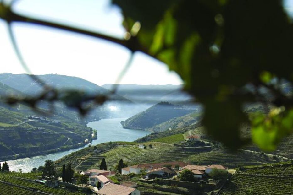 Ir às vindimas para pisar e descansar