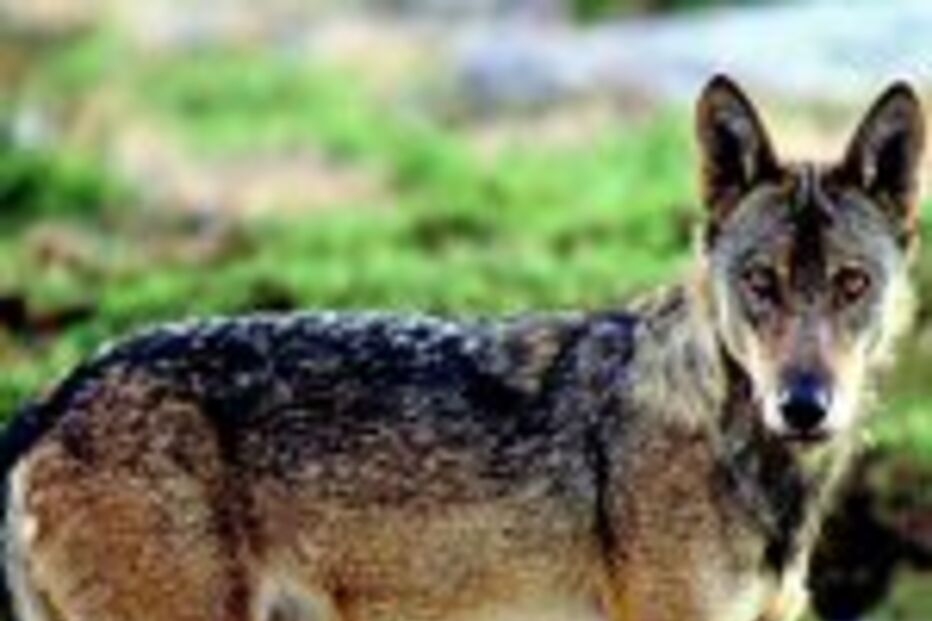 Passeio pela montanha onde vive o lobo ibérico