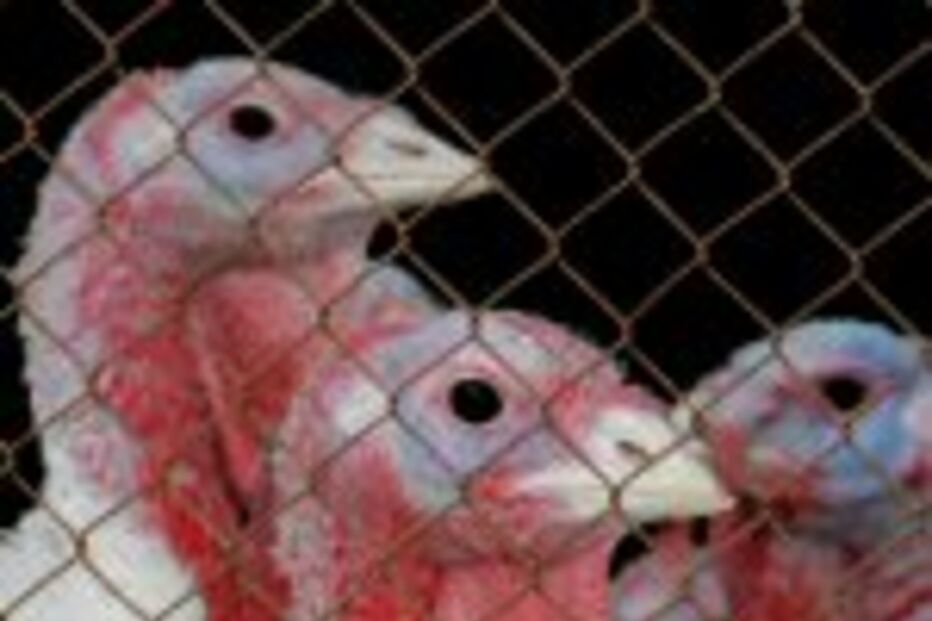 As aves também coram