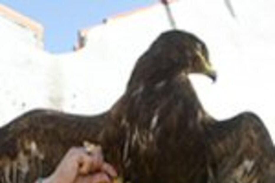 Águia Vitória ferida dificilmente voltará a voar