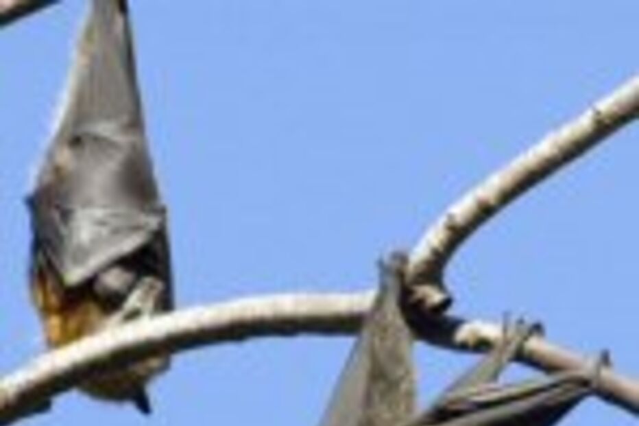 Morcegos usam bússola natural