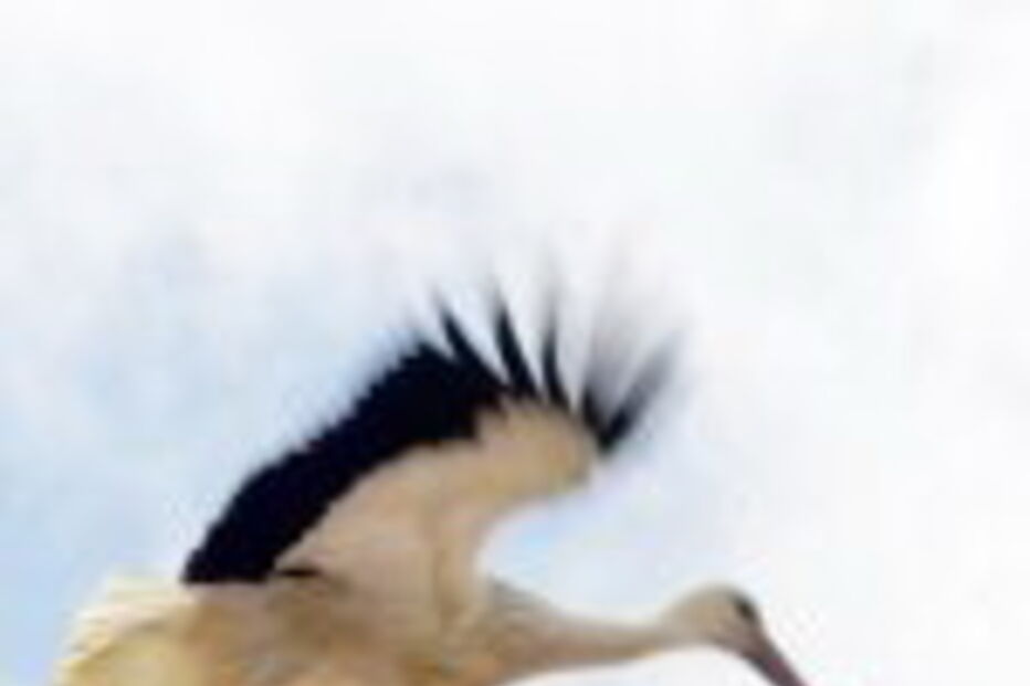 Cegonhas voltam a Portugal