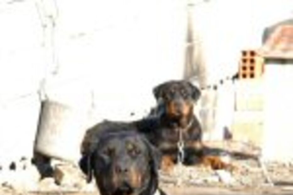 Donos de cães perigosos multados no Algarve