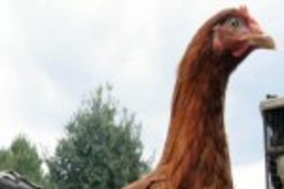 Galinhas já têm dentes... de crocodilo