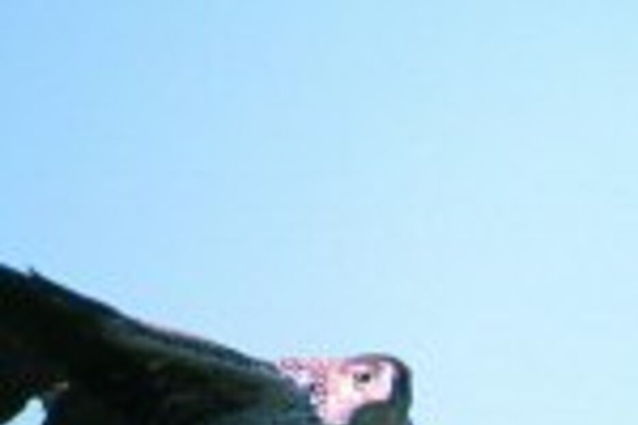 Aves raras protegidas no Douro